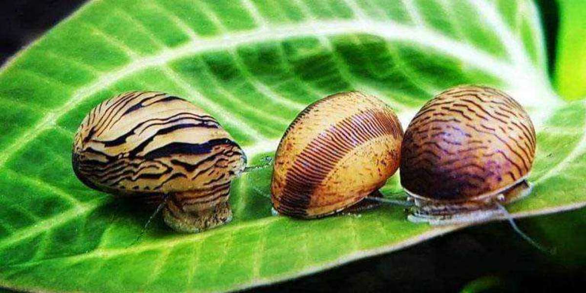 Nerite Snails: The Definitive Care Guide