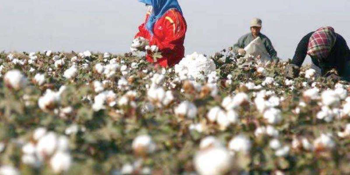 The Truth About Cotton