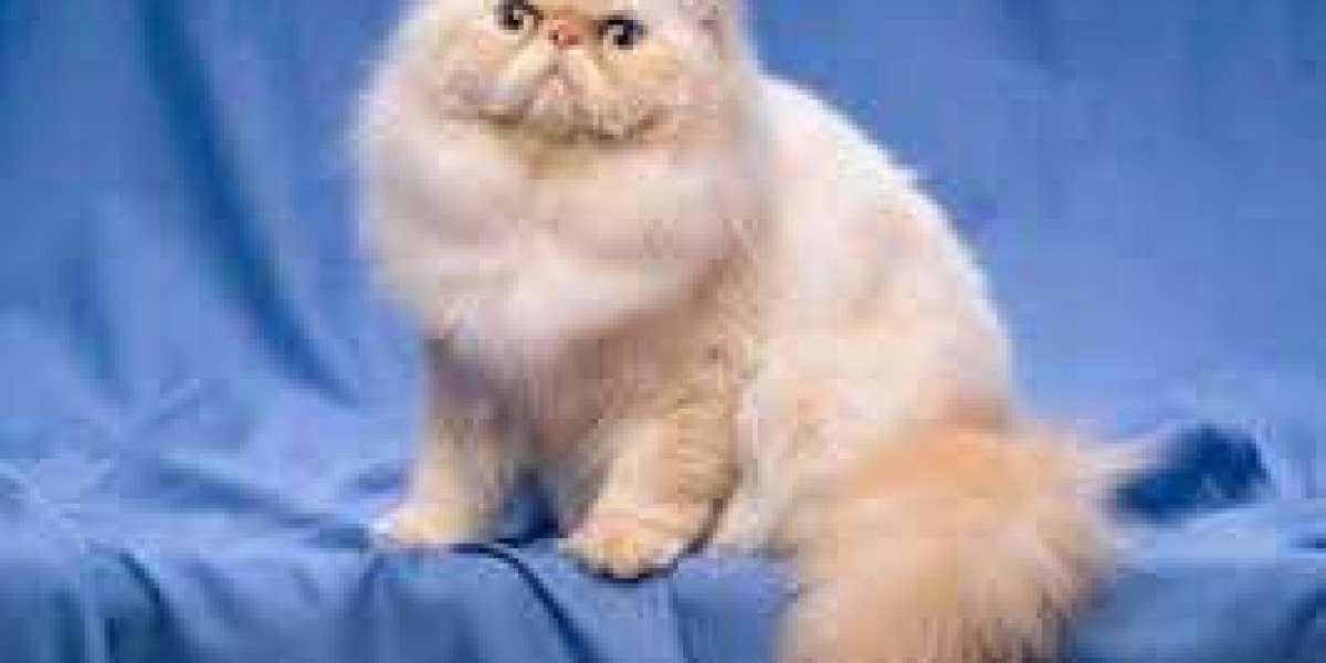 Must Learn About Persian Cat For Sale